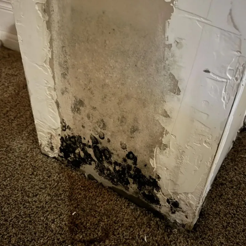 Professional Mold Removal in Landrum, SC